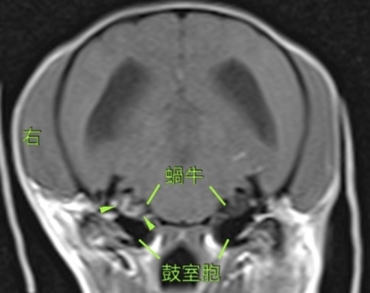 神経疾患 - 多賀城市・仙台市で犬猫の動物病院をお探しなら たか