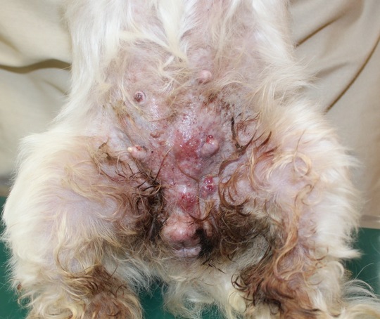癌（上皮系細胞由来） - 多賀城市・仙台市で犬猫の動物病院をお探し