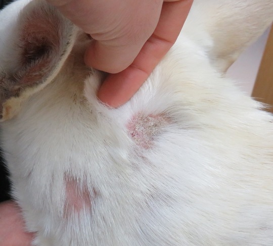 皮膚疾患 - 多賀城市・仙台市で犬猫の動物病院をお探しなら たかひら